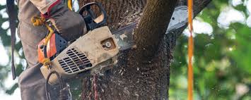 Best Fruit Tree Pruning  in New Wilmington, PA