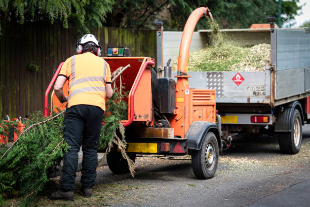 Best Stump Grinding and Removal  in New Wilmington, PA