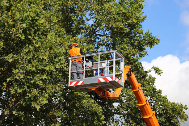 Best Root Management and Removal  in New Wilmington, PA