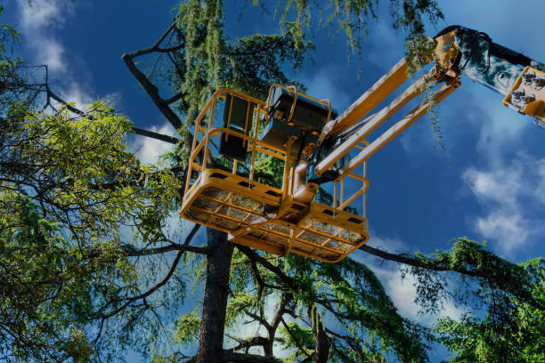 Best Tree Maintenance Programs  in New Wilmington, PA