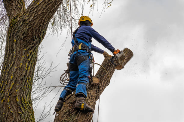 Best Fruit Tree Pruning  in New Wilmington, PA