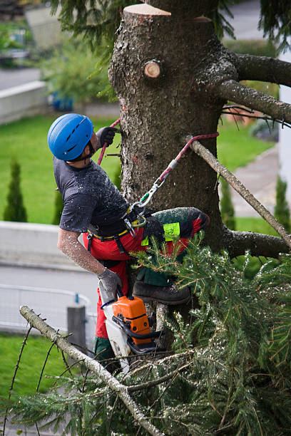 Best Tree Trimming and Pruning  in New Wilmington, PA