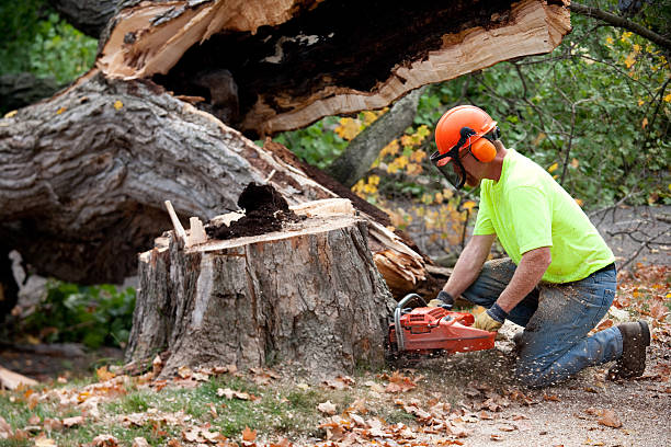 Best Firewood Processing and Delivery  in New Wilmington, PA