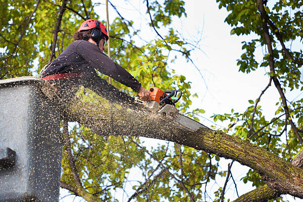 New Wilmington, PA Tree Care Services Company